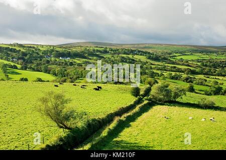 Paysage de pâturage de moutons dans la partie supérieure de la vallée de la Roe au nord-ouest de Glenshane Pass, près de Dungive et Limavady, comté de Derry, Irlande Banque D'Images