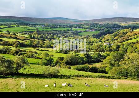 Champs de pâturage de moutons Paysage agricole dans la région de River Roe Valley SW de col Glenshane comté de Derry près de Dungiven et Limavady.Moutons Banque D'Images