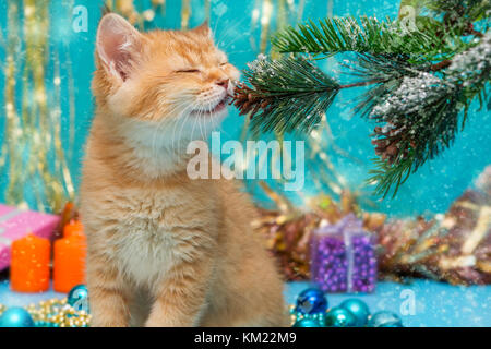 British chaton et décorations de Noël sur un fond bleu Banque D'Images