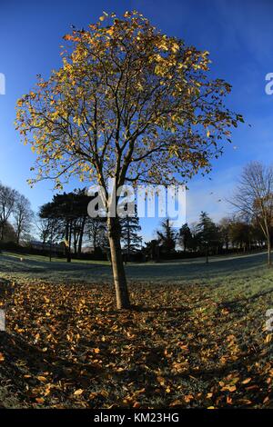 L'Irlande à l'automne d'arbres feuillus Banque D'Images