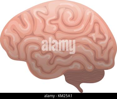 L'icône du cerveau humain, télévision style. Les organes internes le symbole Vue latérale, isolé sur fond blanc. vector illustration. Illustration de Vecteur