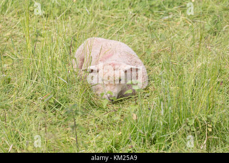 Idillic paysage avec Moutons, agneaux, ram sur un juteux parfait les champs et les collines d'herbe verte près de l'océan, Cornwall, Angleterre, Royaume-Uni Banque D'Images