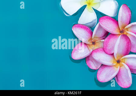Frangipani plumeria flower fond tropical en bleu piscine Banque D'Images