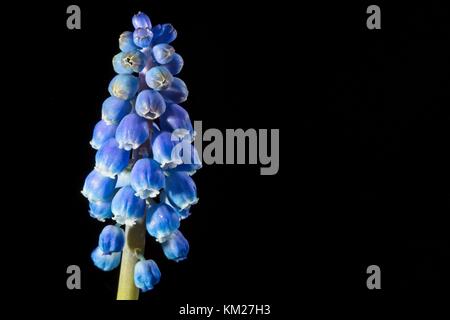 Muscari armeniacum - muscaris d'Arménie Banque D'Images