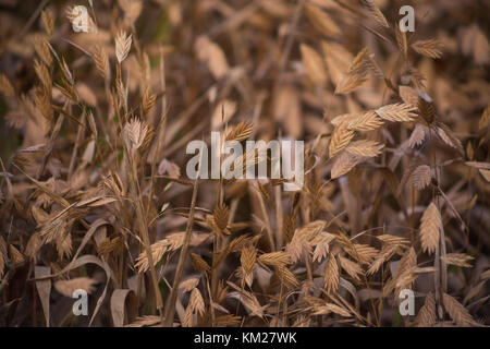 Chasmanthium latifolium Banque D'Images