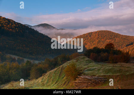 Matin persistante brume sur woodland forest dans le mountain mist matin Banque D'Images