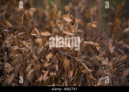 Chasmanthium latifolium Banque D'Images