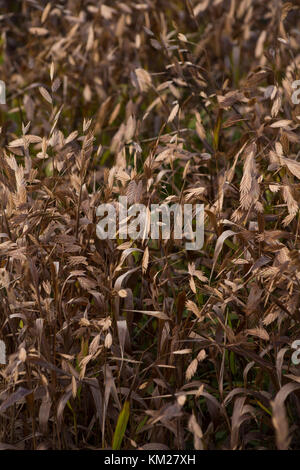 Chasmanthium latifolium Banque D'Images