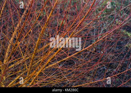 Salix alba var. vitellina 'Flore' Banque D'Images