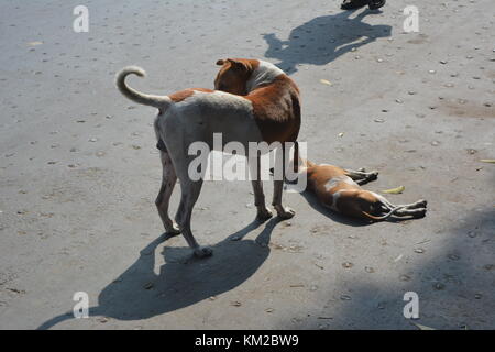 Kolkata, Inde, 3 décembre 2017. indian street dog sleeps le dimanche matin en route à quatre voies barrackpore achalandés autrement les autres jours. Le père s'occupe de chiens l'enfant. crédit : rupa ghosh/Alamy live news. Banque D'Images