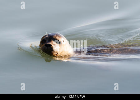 Eastbourne, Royaume-Uni. 9Th Jul 2017. Météo britannique. Un Phoque commun (Phoca vitulina) nage autour de Sovereign Harbour à Eastbourne sur un matin ensoleillé dans l'East Sussex, UK Crédit : Ed Brown/Alamy Live News Banque D'Images