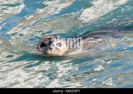 Eastbourne, Royaume-Uni. 9Th Jul 2017. Météo britannique. Un Phoque commun (Phoca vitulina) nage autour de Sovereign Harbour à Eastbourne sur un matin ensoleillé dans l'East Sussex, UK Crédit : Ed Brown/Alamy Live News Banque D'Images