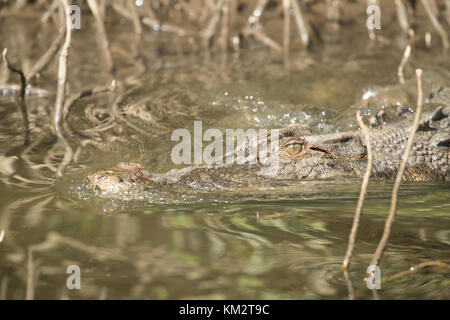 Saltwater crocodile (Crocodylus porosus) Nager dans une rivière, Daintree, Queensland, Australie Banque D'Images