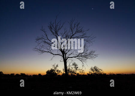Coucher du soleil avec des arbres en silhouette sur le lac de Cohen dans le désert de Gibson, Western Australia, Australia Banque D'Images