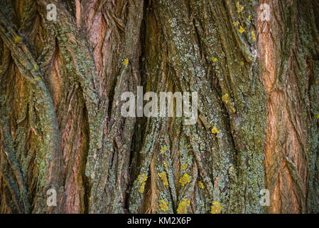 Écorce de l'acacia, collection d'écorce des arbres, à proximité Banque D'Images