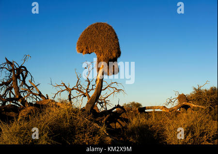 Sociable weaver nid d'oiseau géant sur une souche, Kgalagadi Transfrontier Park, Afrique du Sud Banque D'Images