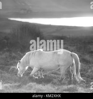 White Horse - étalon andalou et au coucher du soleil paysage Banque D'Images