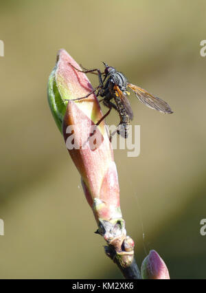 Emptis tessellata fly reposant sur une fleur en avril. Banque D'Images