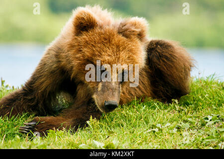 Cub ours brun (ursus arctos) dans le lac kurile, péninsule du Kamchatka, en Russie. Banque D'Images