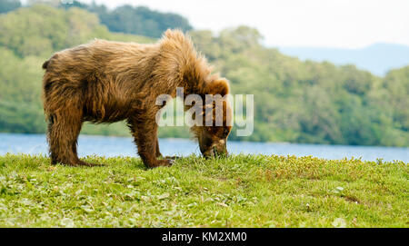 Cub ours brun (ursus arctos) mange de l'herbe dans le lac kurile, péninsule du Kamchatka, en Russie. Banque D'Images