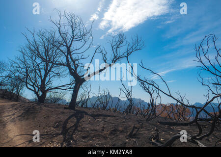 Gran Canaria arbres brûlés après feu près de cruz de tejeda Banque D'Images