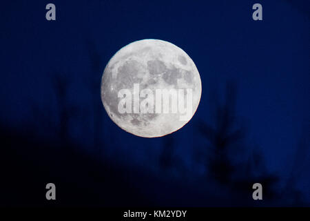 Une supermoon s'élève au-dessus des arbres près de Montréal, le dimanche, Novembre 13, 2016. Banque D'Images