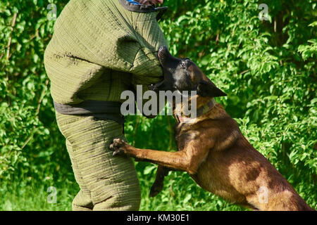 Le chien en colère avec un yeux exorbités s'attaque à l'épaule de figurant. Le chien est tentant, mais l'épaule est assez bien protégé. Banque D'Images