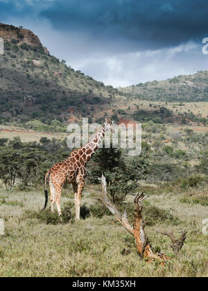 La giraffe réticulée également connu sous le nom de la girafe, est originaire de la Somalie, le sud de l'Éthiopie et le nord du Kenya. Banque D'Images