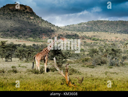 La giraffe réticulée également connu sous le nom de la girafe, est originaire de la Somalie, le sud de l'Éthiopie et le nord du Kenya. Banque D'Images