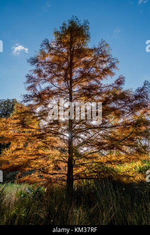 Soleil brillant à travers les arbres de cet automne Banque D'Images