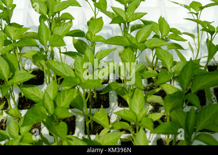 Plant plants, padron padron, pimiento poivron - Banque D'Images