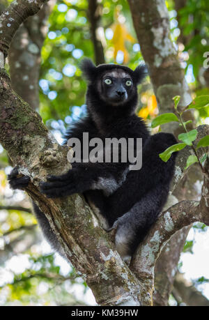 L'Indri (Indri Indri), le plus grand de tous les lémuriens, est originaire de Madagascar, l'Afrique. Banque D'Images