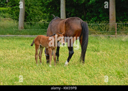 Brown mare poulain et marcher dans un pré vert avec des arbres derrière Banque D'Images