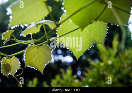 Gutation. Des gouttelettes de liquide clair pendent comme de minuscules perles des bords des feuilles sur une vigne tôt le matin, Ontario, Canada. Banque D'Images