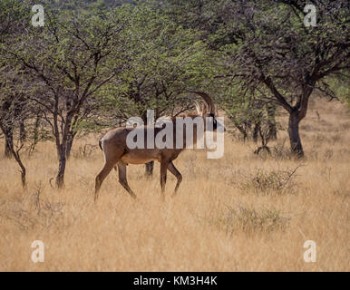 Un comité permanent de l'antilope rouanne dans le sud de savane africaine Banque D'Images