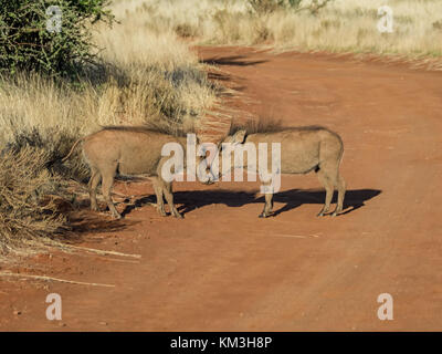 Une paire de jeunes phacochères mock combats dans le sud de la savane africaine Banque D'Images