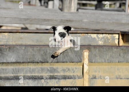 Chien de bétail au SEI. L'AUSTRALIE Banque D'Images