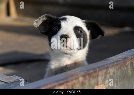 Chien de bétail au SEI. L'AUSTRALIE Banque D'Images