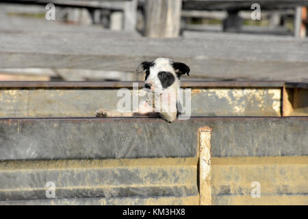 Chien de bétail au SEI. L'AUSTRALIE Banque D'Images