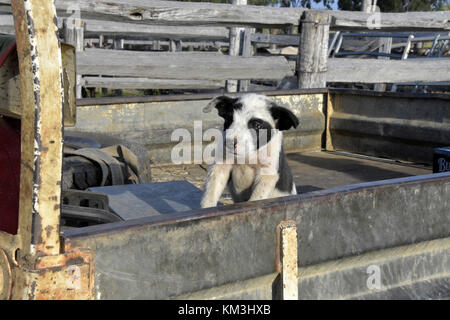 Chien de bétail au SEI. L'AUSTRALIE Banque D'Images