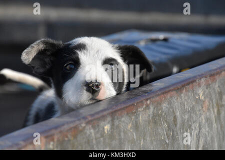 Chien de bétail au SEI. L'AUSTRALIE Banque D'Images