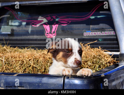 Chien de bétail au SEI. L'AUSTRALIE Banque D'Images