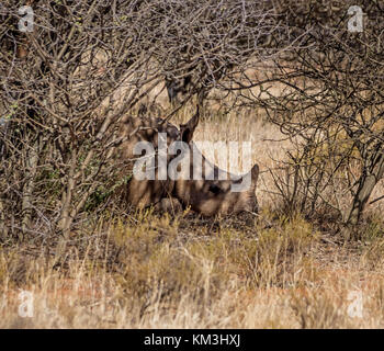 Un rhinocéros blanc veau couché sous un buisson dans la savanne d'Afrique du Sud Banque D'Images