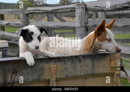 Les chiens de bétail au SEI. L'AUSTRALIE Banque D'Images