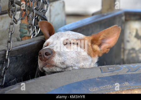 Chien de bétail au SEI. L'AUSTRALIE Banque D'Images