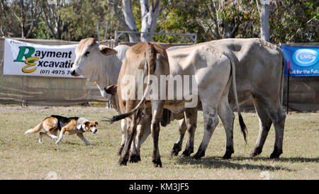 Les chiens au travail du bétail bovins arrondis Banque D'Images