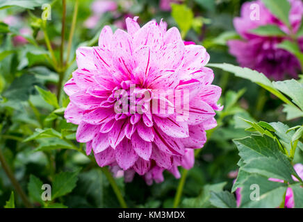 Dahlia fleur. oft rose et pourpre briller à travers les pétales parfait. Banque D'Images