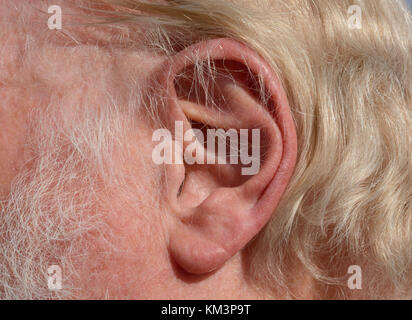 Close up of senior man de l'oreille à la blonde et les cheveux gris Banque D'Images