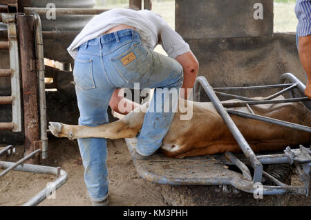 Mégots de Cowboy Banque D'Images