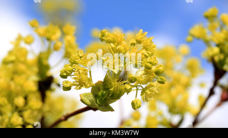 Maple Tree blossoms close up contre ciel clair au printemps. Banque D'Images